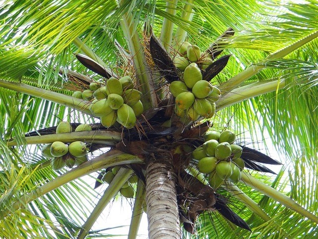 coconut-palm.jpg