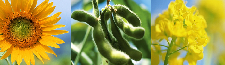 alg zon soja raap.png