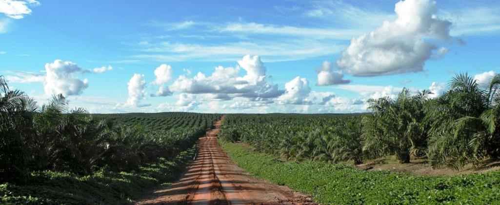 duurzaam palmboom plantage.jpg